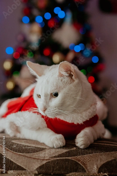 Obraz christmas cat