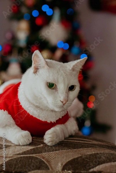 Obraz cat in christmas 
