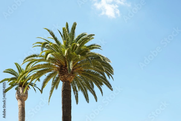 Fototapeta Green palm trees