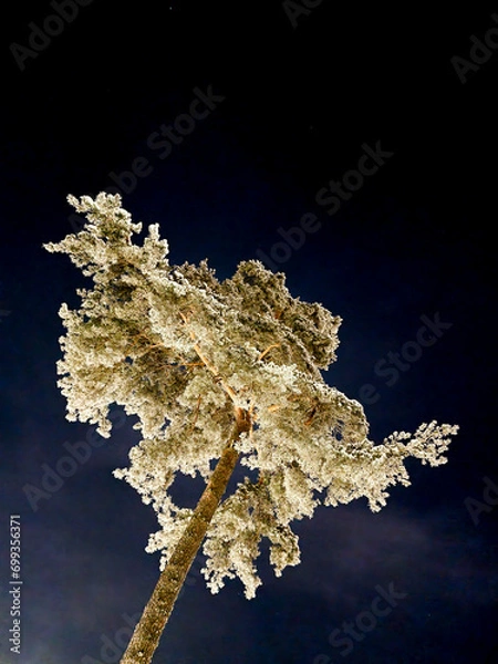 Obraz Pine tree covered in frost at winter, shot from low angle with long shutter at night