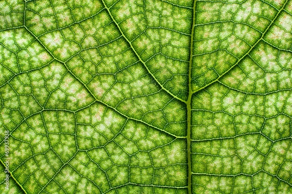 Obraz Abstract closeup of a leaf