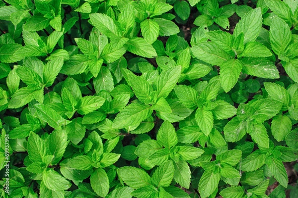 Obraz Mięta roślina
