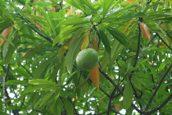 Obraz bintaro fruit or sea mango or Cerbera manghas. a fruit similar to apples and mangoes, often used to repel mice or rats