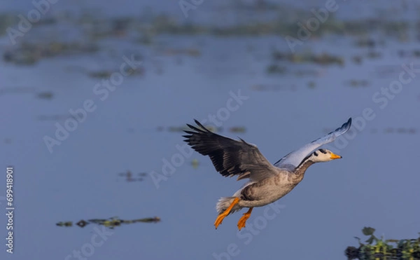 Fototapeta Bar-headed goose duck (Anser indicus) during winter migration at forest.