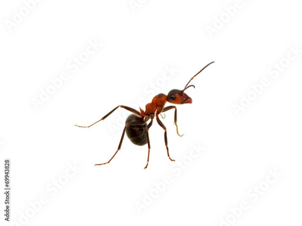 Fototapeta Ant on white