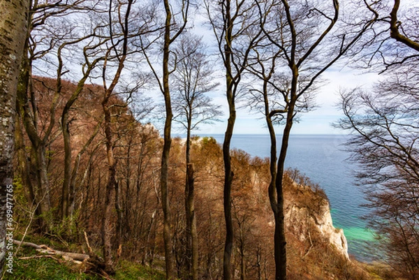 Fototapeta trees in the forest