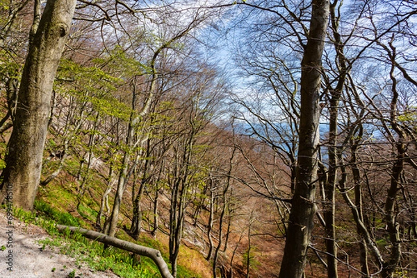 Fototapeta trees in the forest