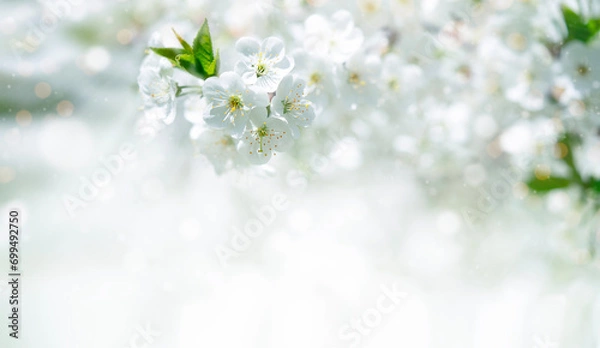 Fototapeta Spring banner background of cherry tree blossom. Copy space, selective focus.