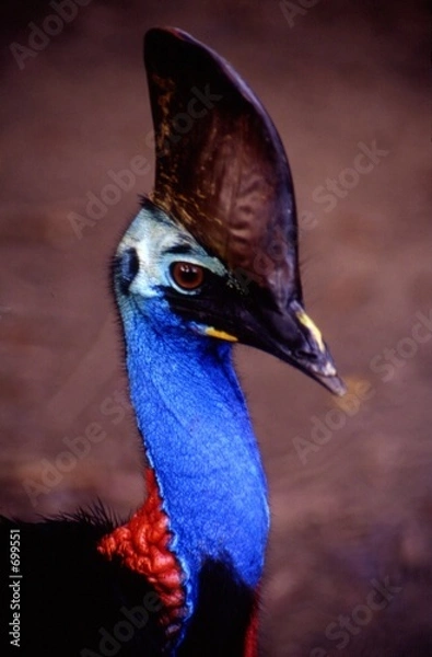 Obraz cassowary
