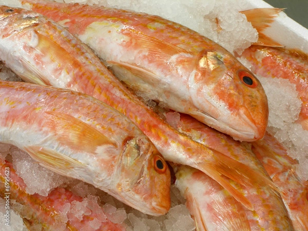 Fototapeta Red-mullets 4