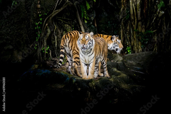 Obraz Tiger