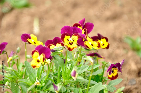 Obraz Pansies in a garden with shallow dept of field