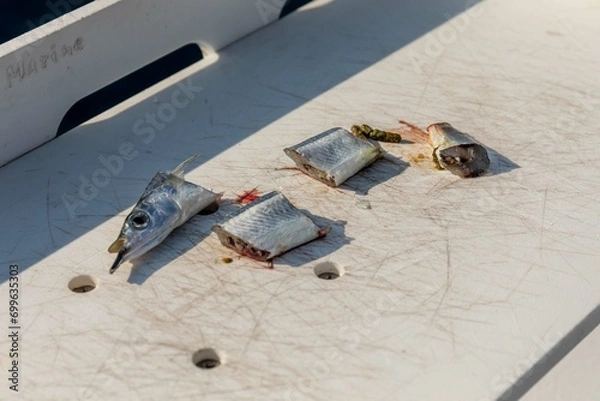 Obraz A small fish cut up for use in fishing from a boat off the coast of Key West, Florida