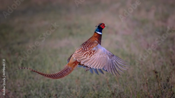 Fototapeta Male ring-necked pheasant (Phasianus colchicus) in flight over a field in spring