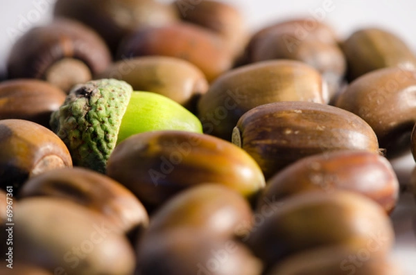 Fototapeta Acorns