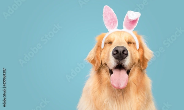 Fototapeta Golden Retriever happy smiling with closed eyes blue background  bunny dressed ears rabbit easter holiday