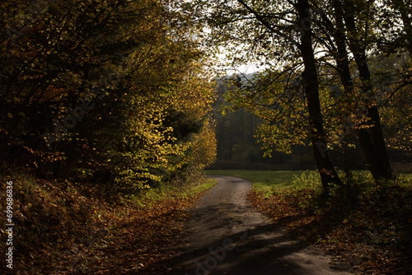 Obraz sunset in the forest
