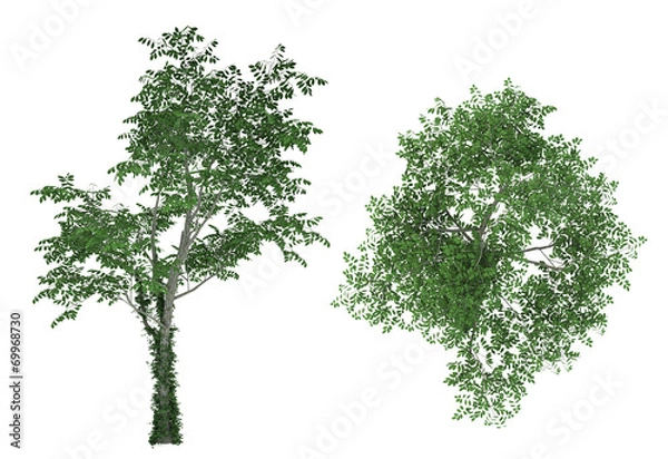 Fototapeta Tree isolated on a white background . 3d 