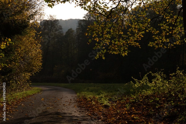 Obraz sunset in the forest