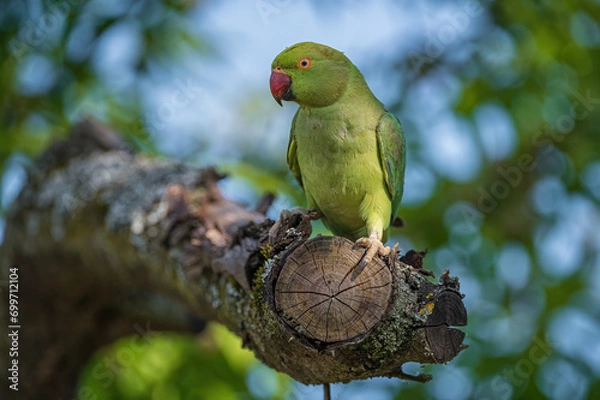 Obraz Halsbandsittich #01