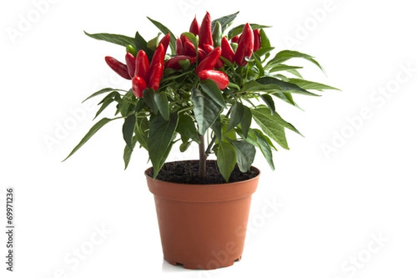 Obraz Red peppers