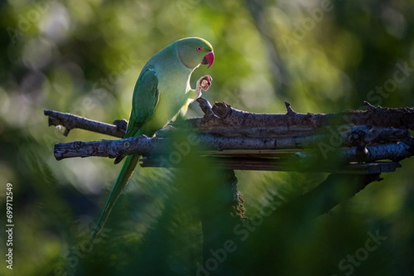 Obraz Halsbandsittich #02