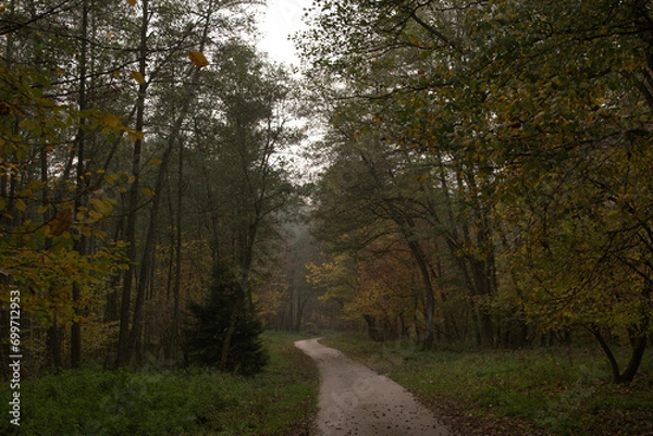 Obraz path in the forest