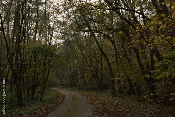 Obraz road in the forest