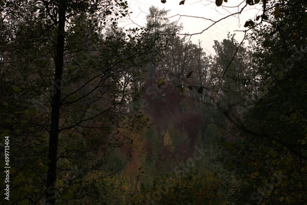 Obraz morning in the forest