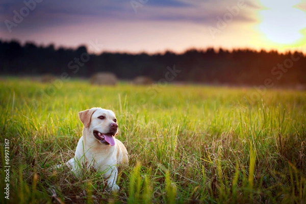 Obraz labrador retriever dog