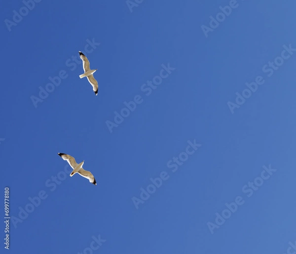 Fototapeta Two seagulls hover in clear sky