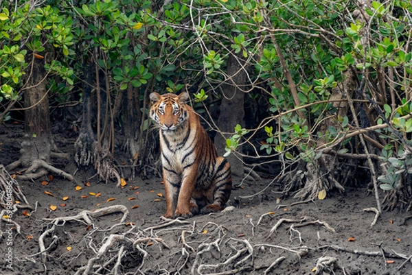 Fototapeta The Bengal tiger from mangroves of Sundarbans.