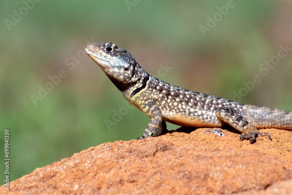 Fototapeta Lizard typical of the Brazilian Biome Cerrado also know as Calango or Largatixa. Species Tropiduros oreadicus. Animal world. Nature.