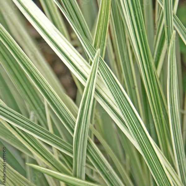 Obraz feuilles bicolores