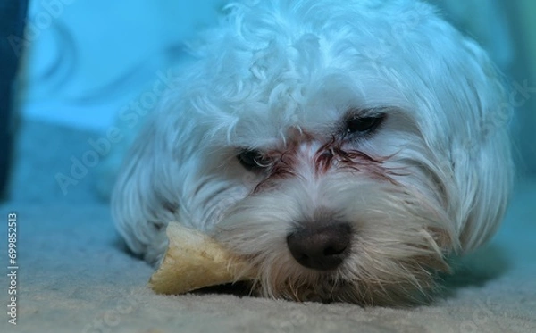 Obraz portrait of a white dog
