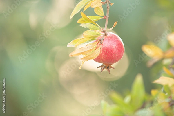 Fototapeta Close-up of pomegranate fruit. Pomegranates hanging on the tree branches in garden in Greece. Greek pomegranate.