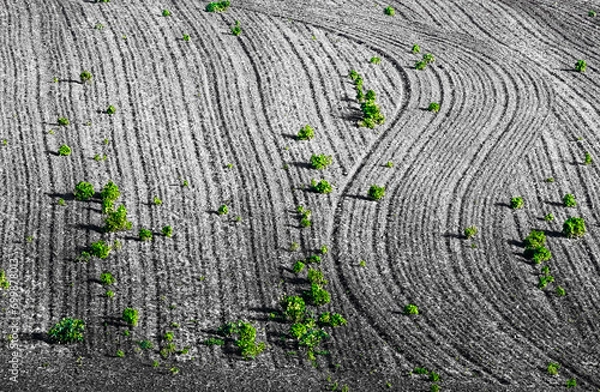 Obraz Pole i rośliny