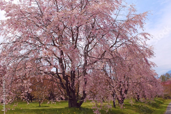 Fototapeta シダレザクラ　軽井沢　じん芥処理場