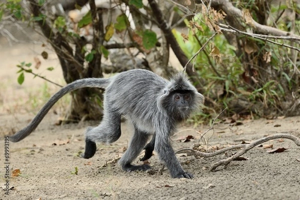 Obraz Silne małpy liściowe