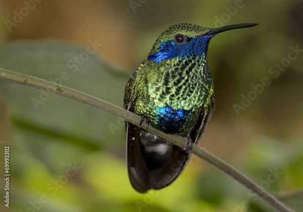 Obraz Perched Hummingbird