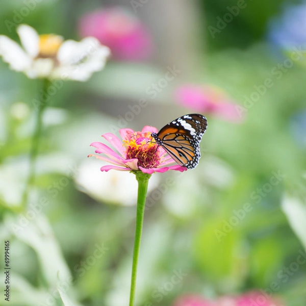Fototapeta Butterfly on a Flower