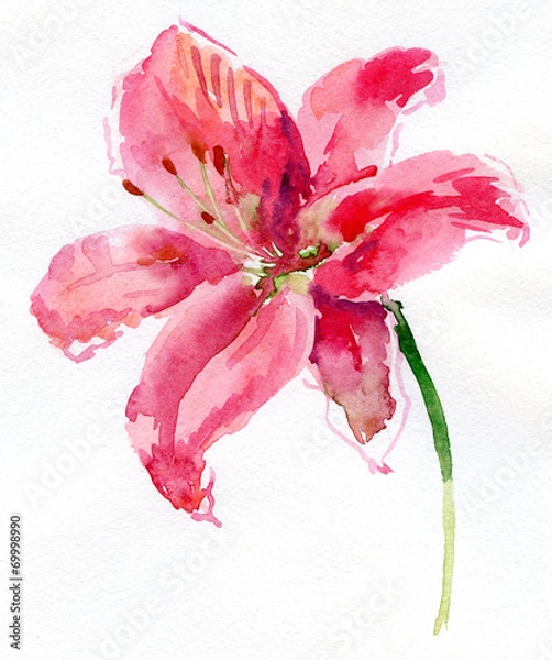 Fototapeta Lilia akwarela