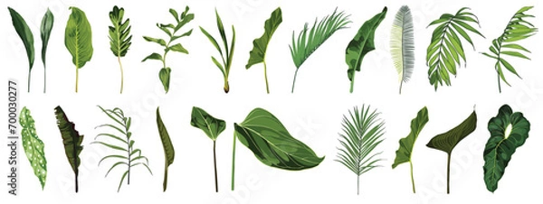 Obraz Tropical plants, leaves and palms big set. Exotic illustrations, floral elements isolated, Hawaiian bouquet for greeting card.