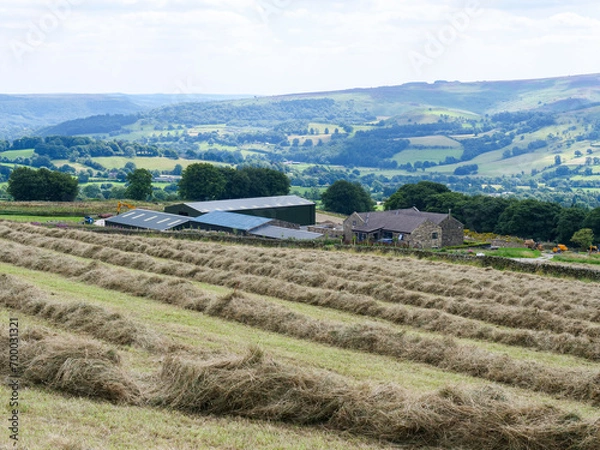 Obraz Almost dry hay windrows lined in front of farm buildings in English hilly countryside of Derbyshire.