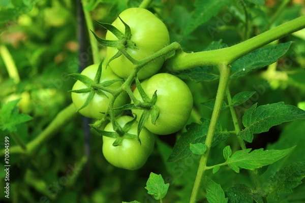 Obraz tomatoes on a branch