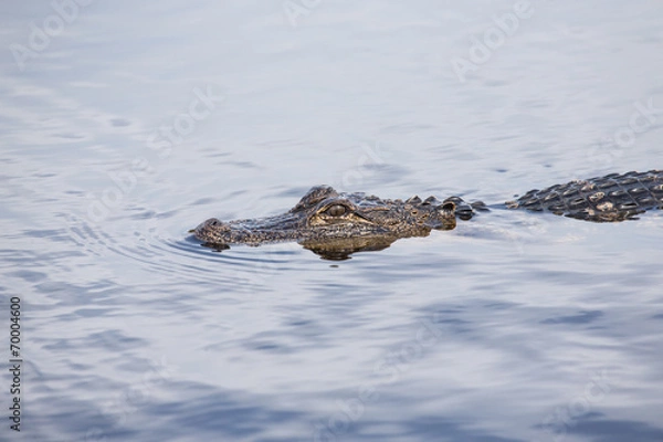 Obraz American alligator in tropical lake