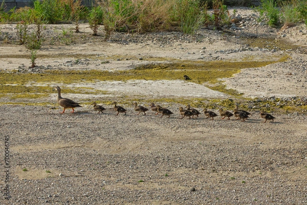 Obraz カルガモの親子