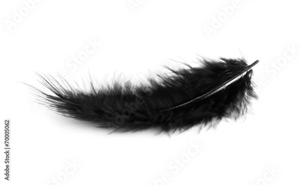 Obraz Black feather