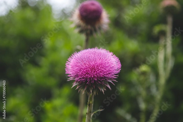 Obraz thistle flower in bloom