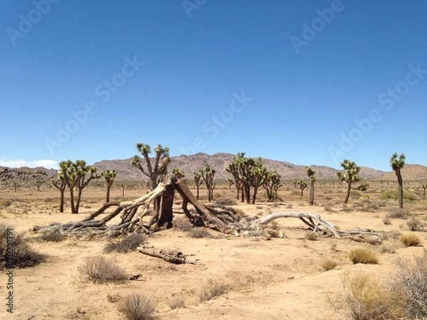Obraz morte di un joshua tree
